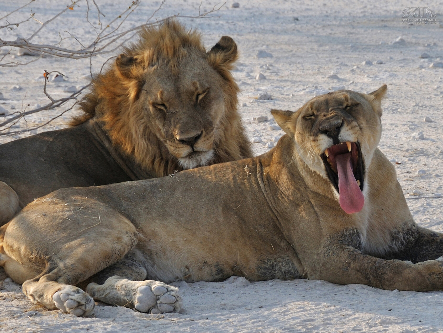 Etosha - Olifantsbad - Lions In Olifantsbad we encountered 3 lions and we were able to approach them with our car at several meters. Stefan Cruysberghs